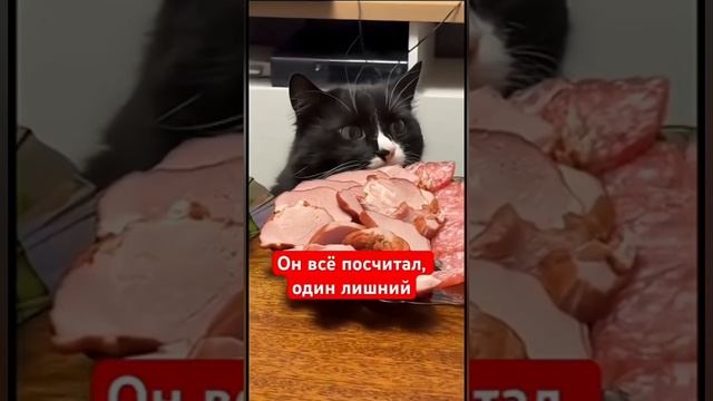 Смешные животные!)
