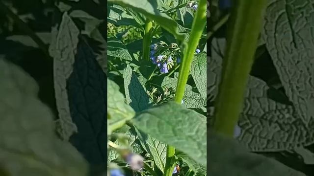 пчела 🐝 и окопник 24 мая 2025