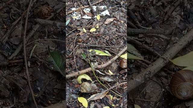 1000020462.mp4