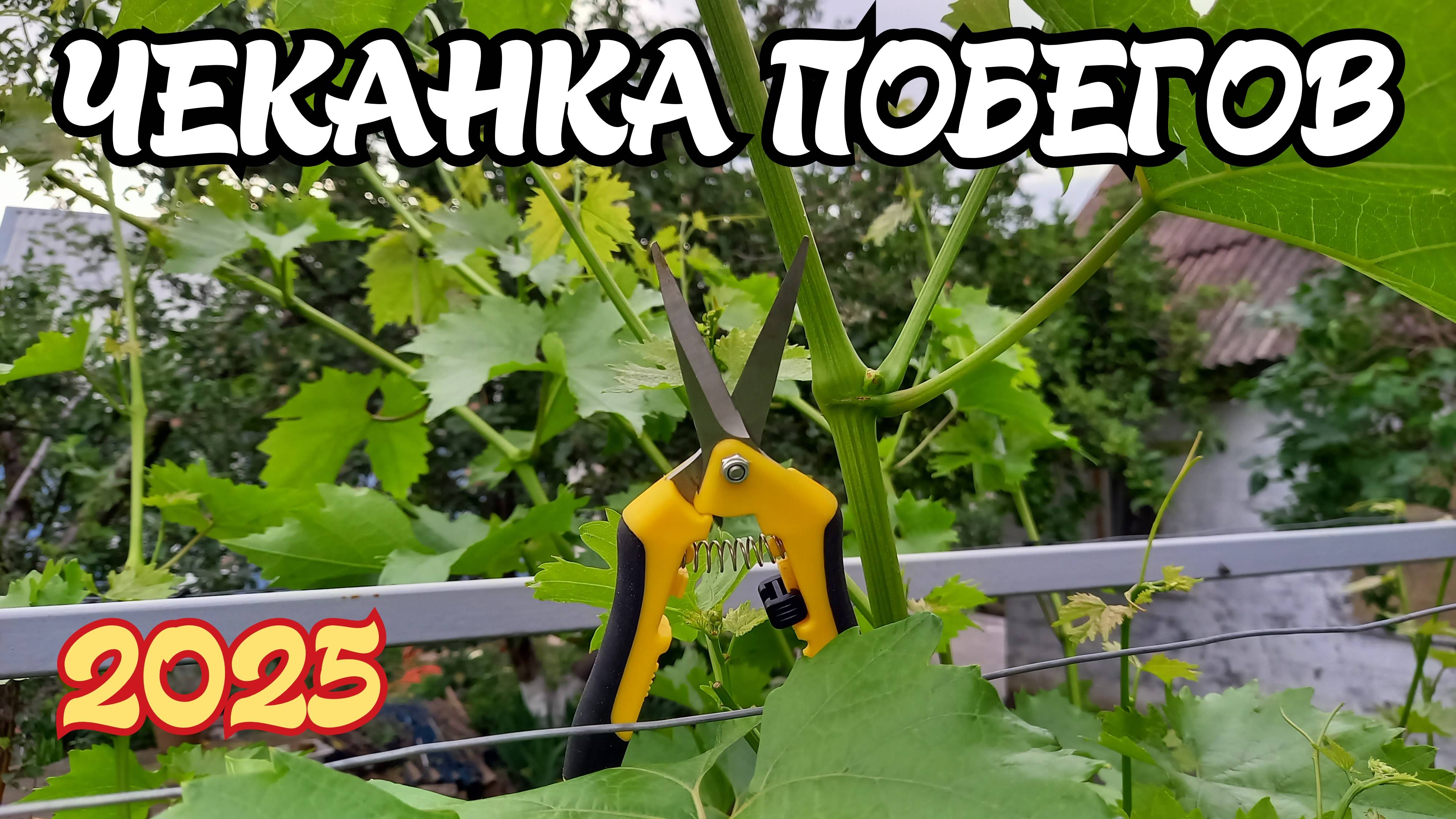 ЧЕКАНКА ПОБЕГОВ винограда. 2025 год.