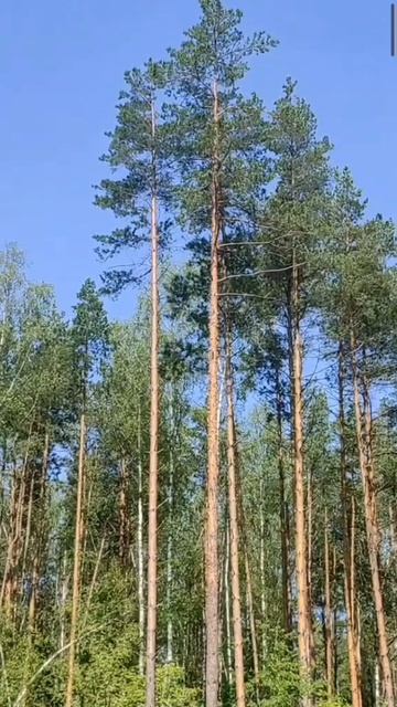 (31) Библия Евангелие от Иоанна глава 8 стих 1 -11