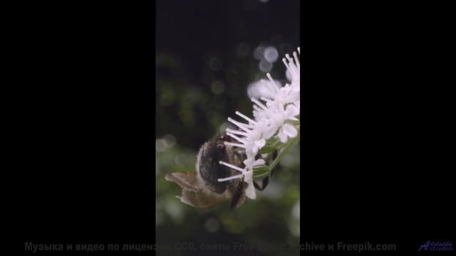 Природа глазами робота - увидите мир по-новому! - Revealed -- Ketsa -- Summer With Sound