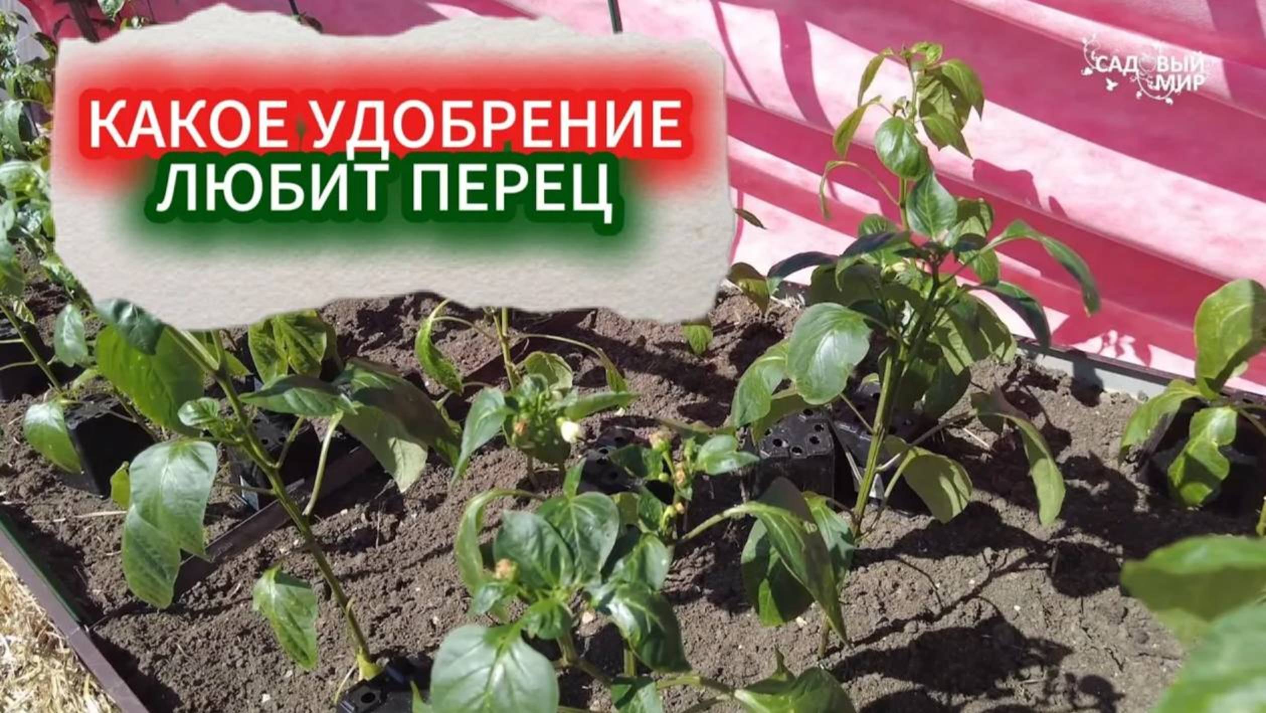 🌶️ КАКУЮ ПОДКОРМКУ ЛЮБИТ ПЕРЦ? Лучшие удобрения после высадки в грунт для мощного роста и урожая!