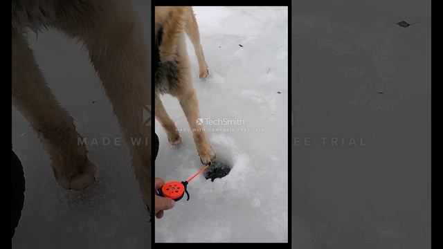 ловля живца на щуку с собакой