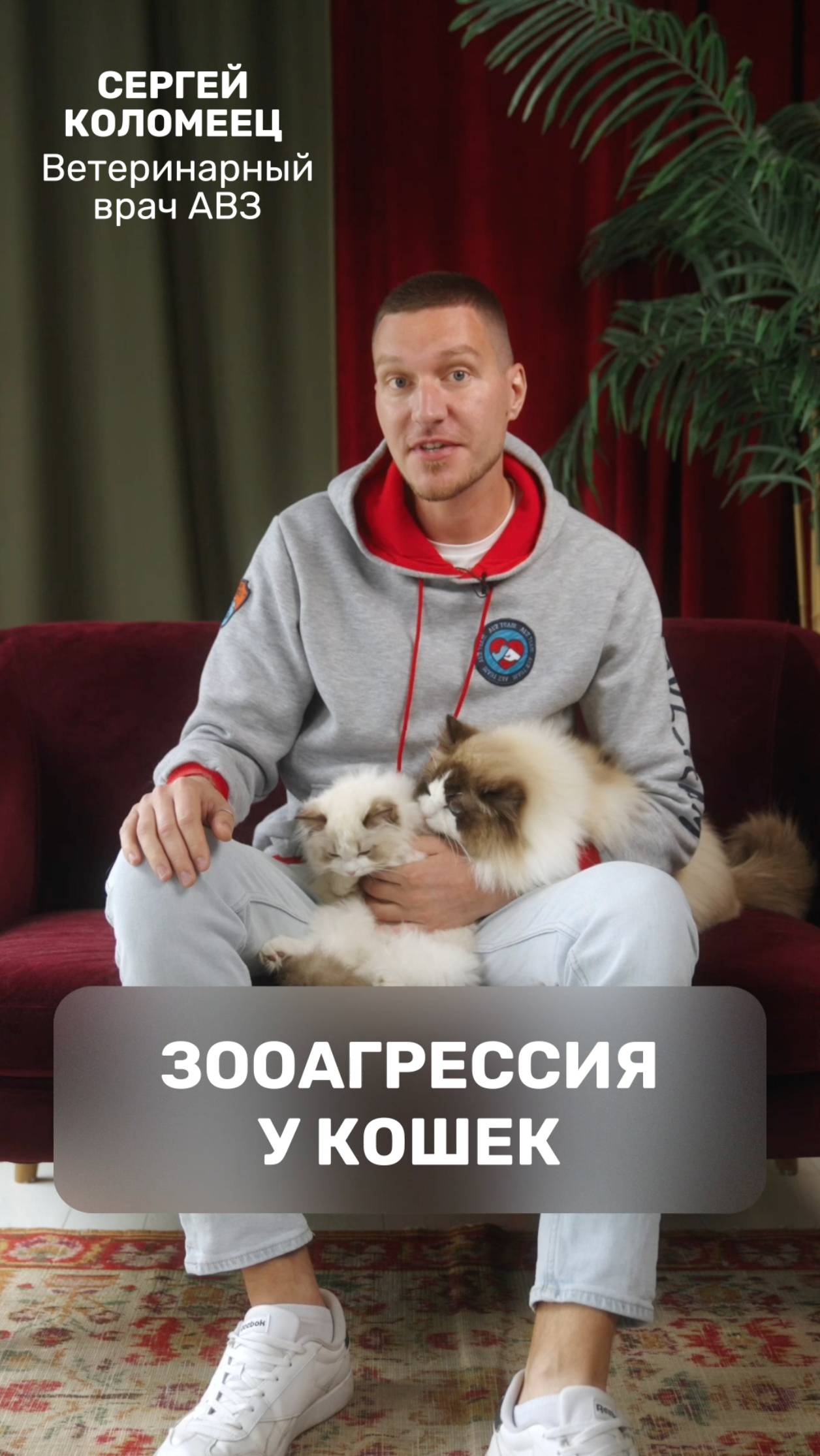 Зооагрессия у кошек