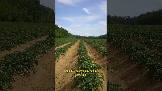 Дожди губят урожай? Срочно спасаем сад и огород! Как помочь растениям после ливней