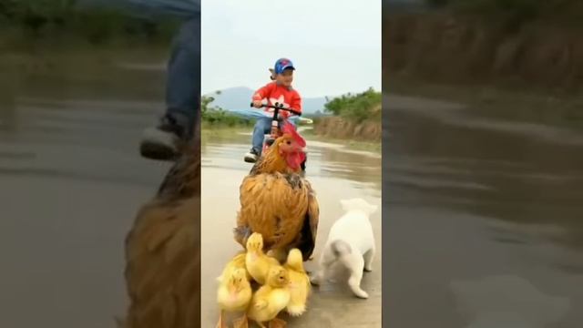 VID-20250617-WA0271