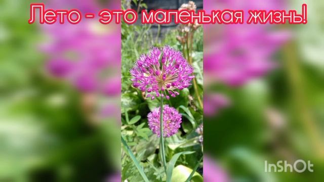 Лето-это маленькая жизнь! Но, зато какая прекрасная!
