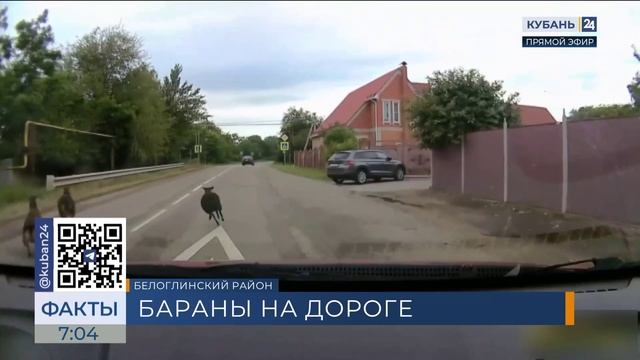 Стадо баранов устроило ДТП в Белоглинском районе