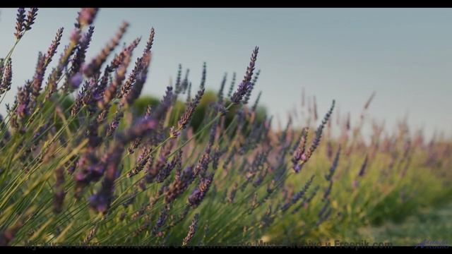 Ритмы поднимают над землёй и несут сквозь леса - asianna -- Jean Toba -- a land where the poets drea