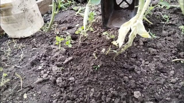 18.06.2025. Вторая половина дня. Кормлю чеснок. Борюсь с вредителями в теплице.