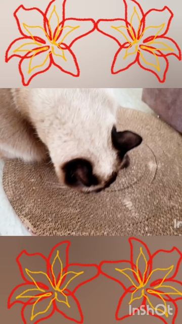 Кошка🐱Ладушка😂танцует💃💃💃 #смешныекоты #котики #прикольные #симпатяга кошечка