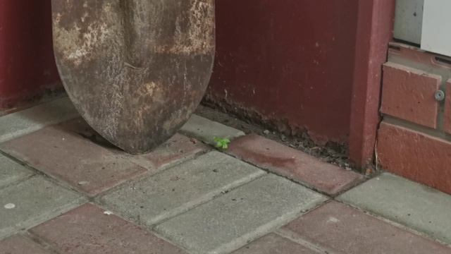 Ржавая лопата стоит в углу