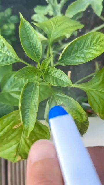 DIY Plant Bug Spray | Olive Oil and Dish Soap | creative explained