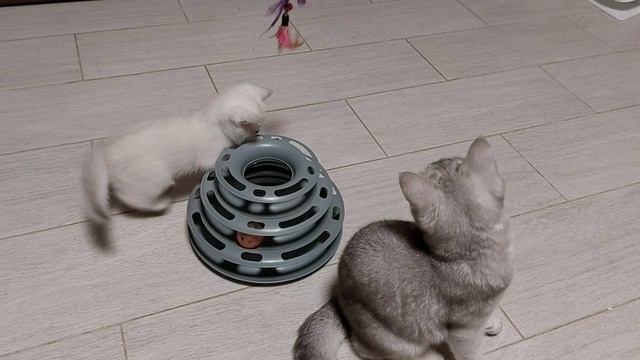 Котята рождённые 4.05.2025 года
