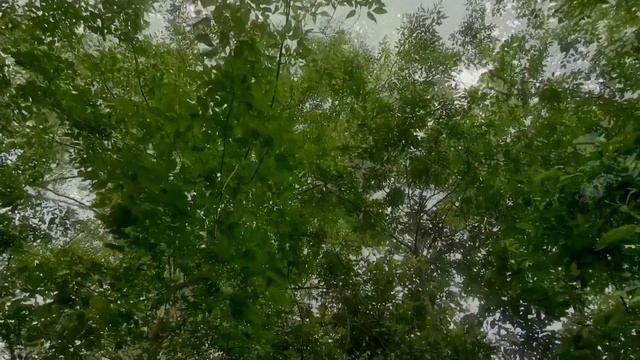 20-06-2025 Зелёный туннель- коридор из деревьев, Асбест, Средний Урал 🌱🌿🌳🌿🌱🌿🌿