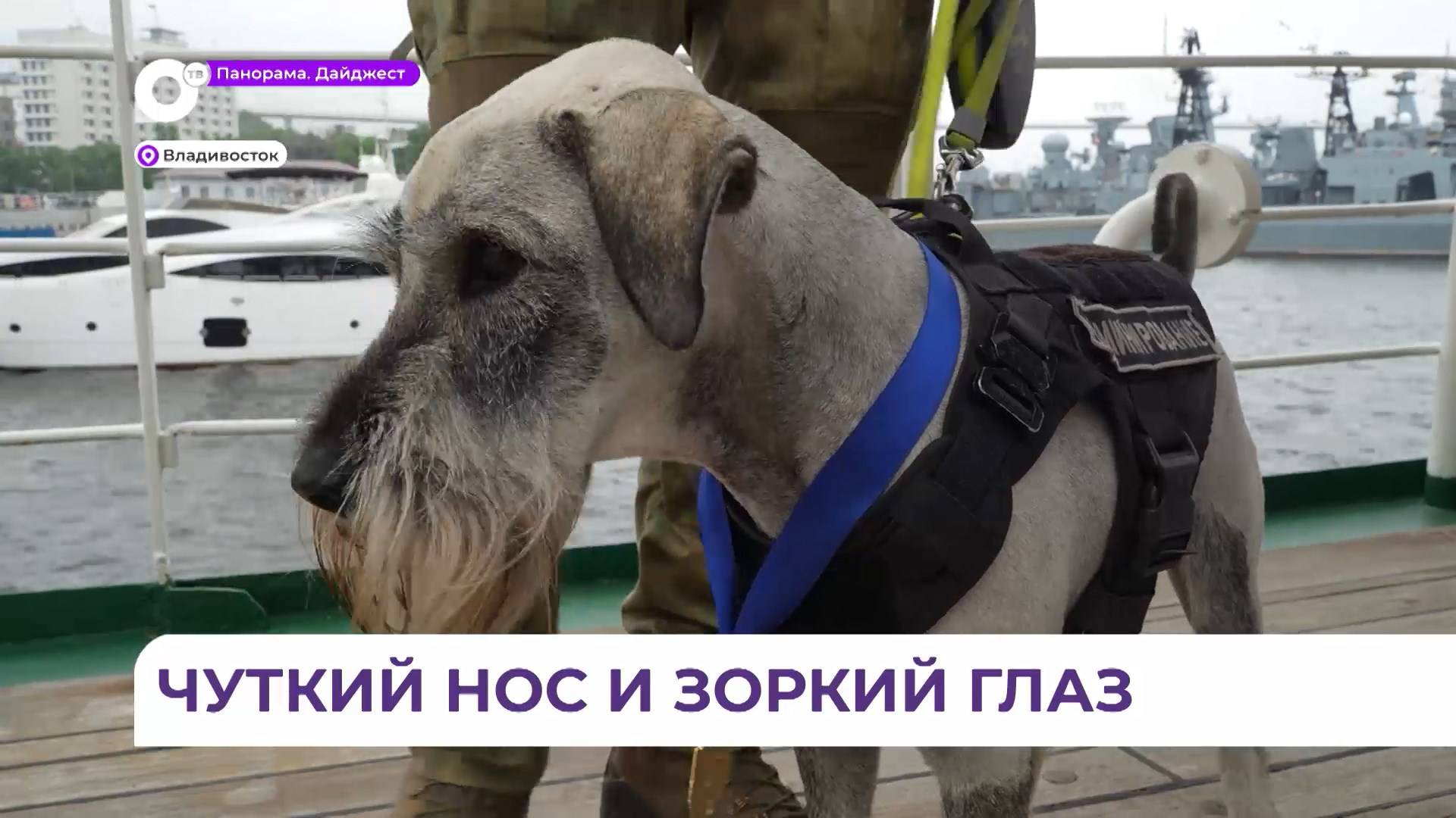В Приморье чествовали лучших служебных собак в преддверии Дня кинолога