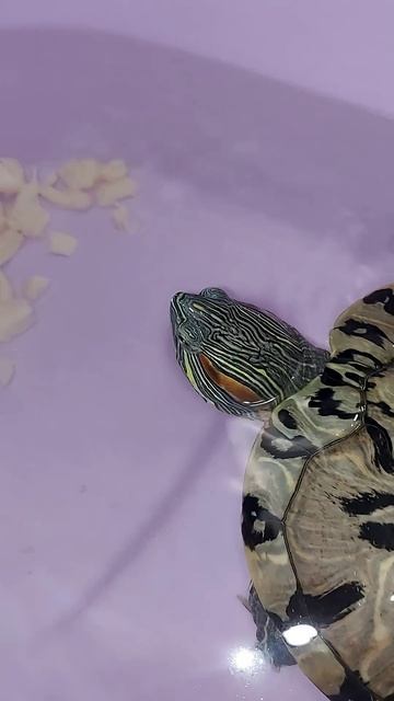 Кормление краснухой черепахи куриным филе/Содержание краснухой черепахи❤️/Красноухая черепаха!