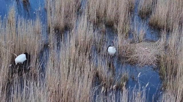 🐦Перелётные птицы во Внутренней Монголии