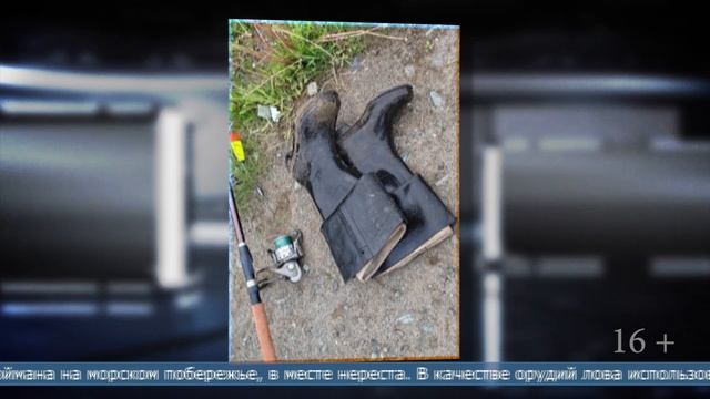 19.06.2025 Двух сахалинцев, которым за 60, подозревают в незаконной добыче симы