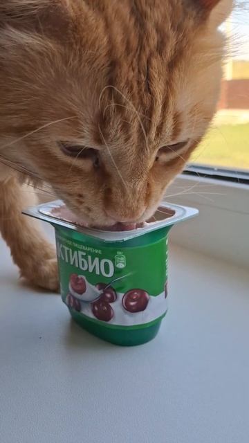 мудрый кот
