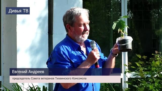 В Тихвине появились дубовые аллеи