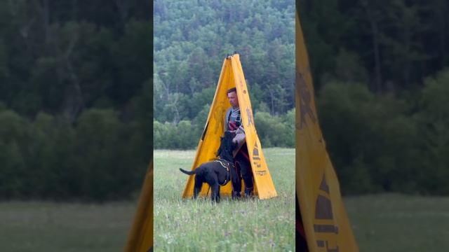 Ежегодный Байкальский кинологический тренинг
