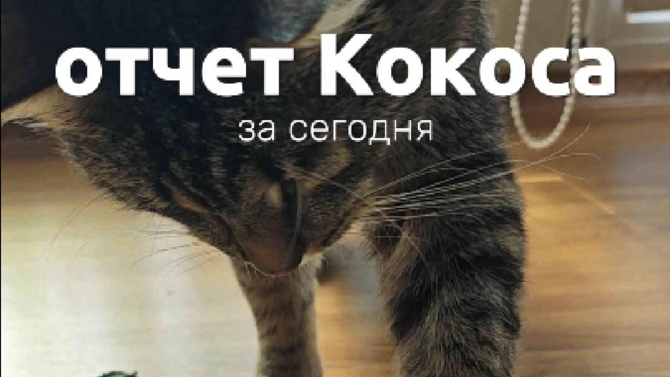Отчет Кокоса за сегодня