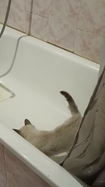 Смешной котик Кокос.