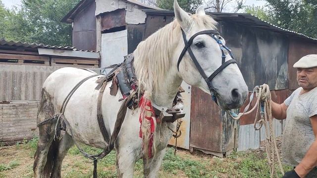 Статный жеребец Бастион из сказки
