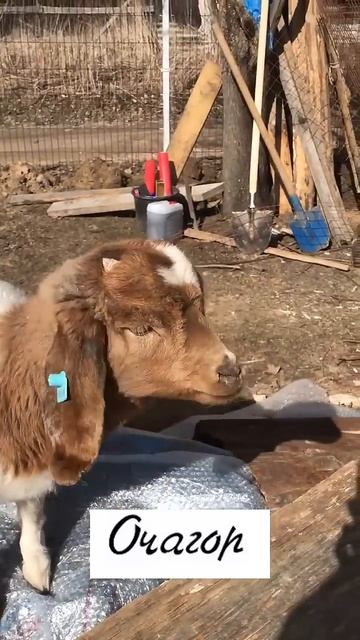 Бурные планы  Москвички #козочкаалмеру #goat  #прикол #животные #козы #тикток #animals #природа
