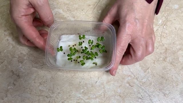 ВЫРАЩИВАНИЕ РАННЕЙ КАПУСТЫ БЕЗ ЗЕМЛИ
