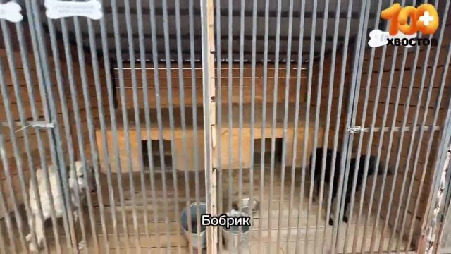 Экскурсия по нашему приютуА какая собачка Ваша самая любимая?