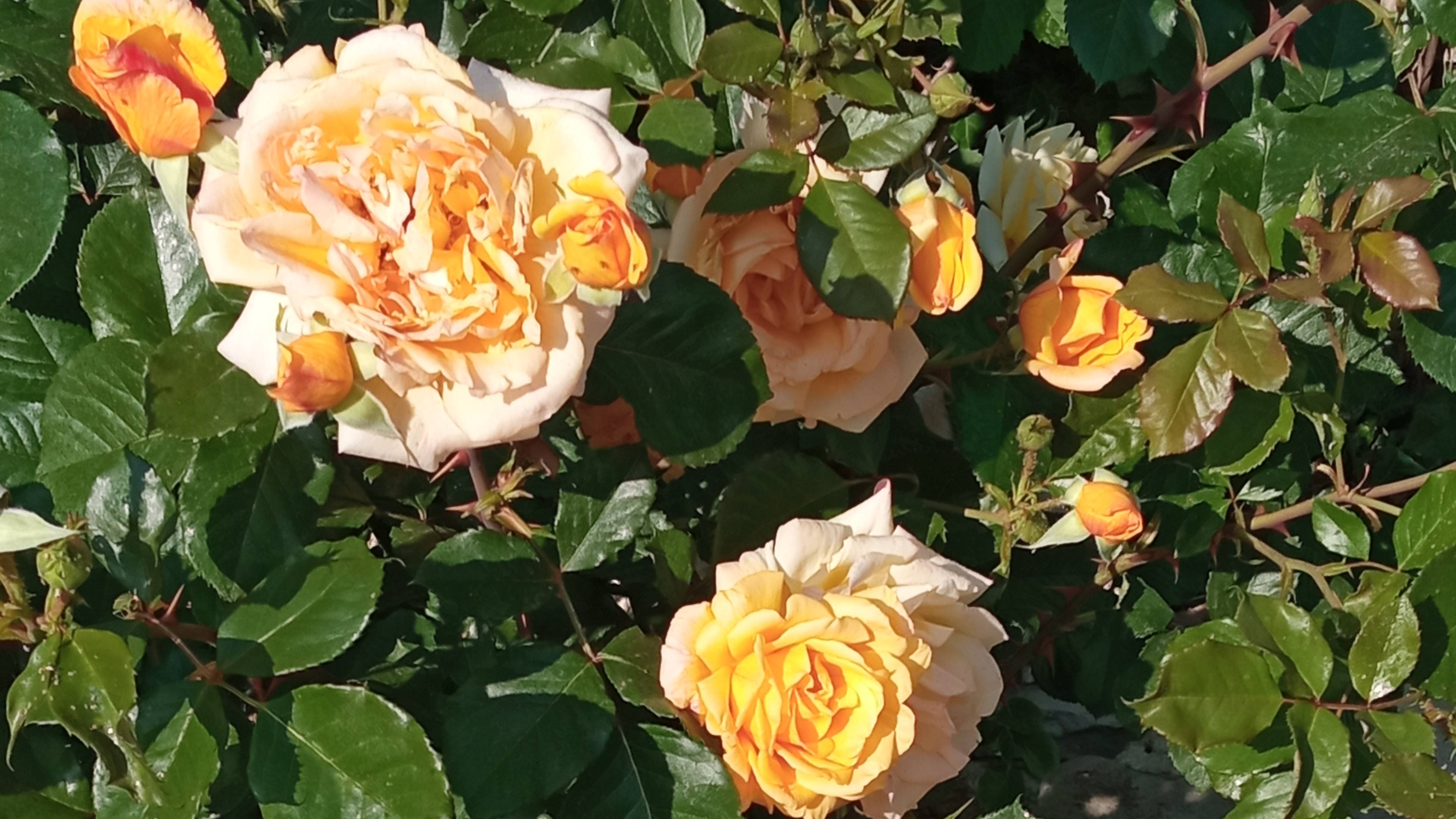 Как цветет роза Дольчецца (Dolcezza), Ангела (Angela), Мишка (Michka) и планы по благоустройству