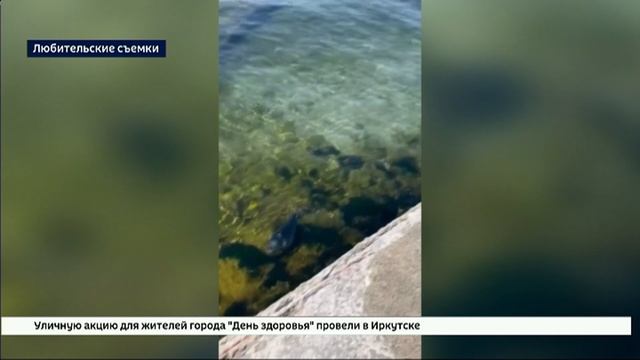 В Листвянке прямо под причалом поселились два нерпенка