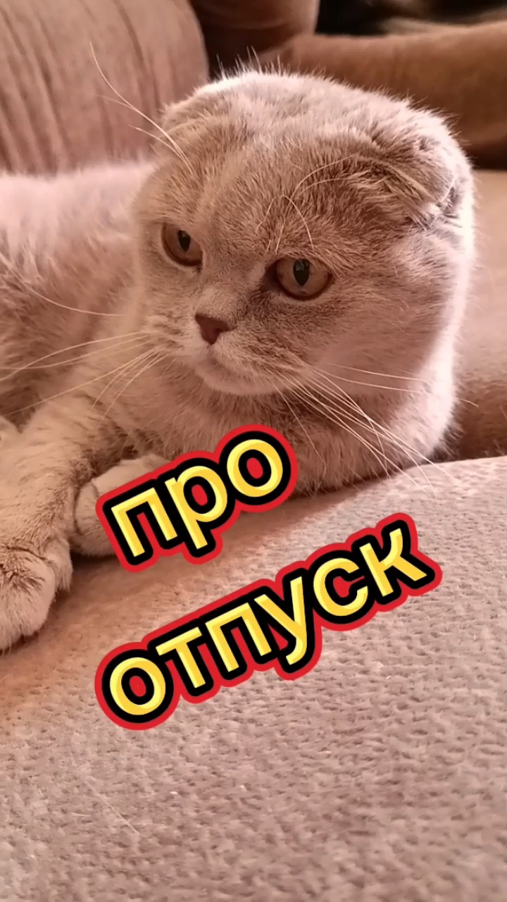 Кошки с озвучкой.