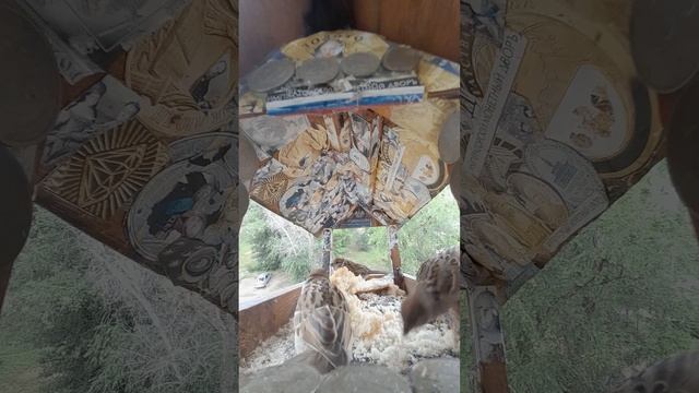 1000045044.mp4Жизнь кормушки.20.06.2025г.