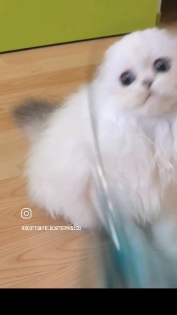 VID_20250619_081007_420.mp4