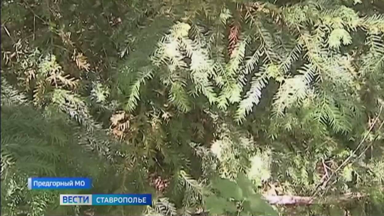 На Ставрополье взяты под особую охрану деревья древнейшего вида