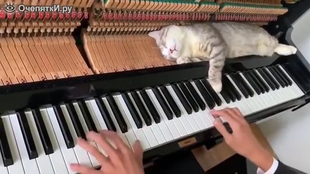 Кот спит на пианино
