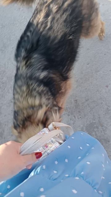 Любимки наши🐕🦺🐶🐕🦮