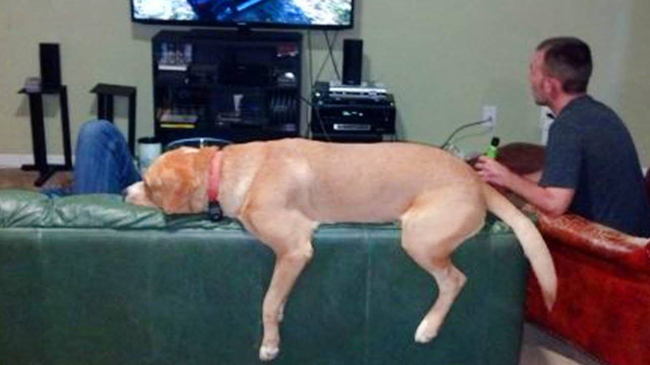 Эти СТРАННЫЕ СОБАКИ здесь, чтобы вас рассмешить 🤣🐶 НОВЫЕ смешные видео с собаками