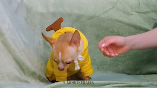 WE RESCUED STRAY CAT AND DOG Useful Hacks And Gadgets For Pet Owners