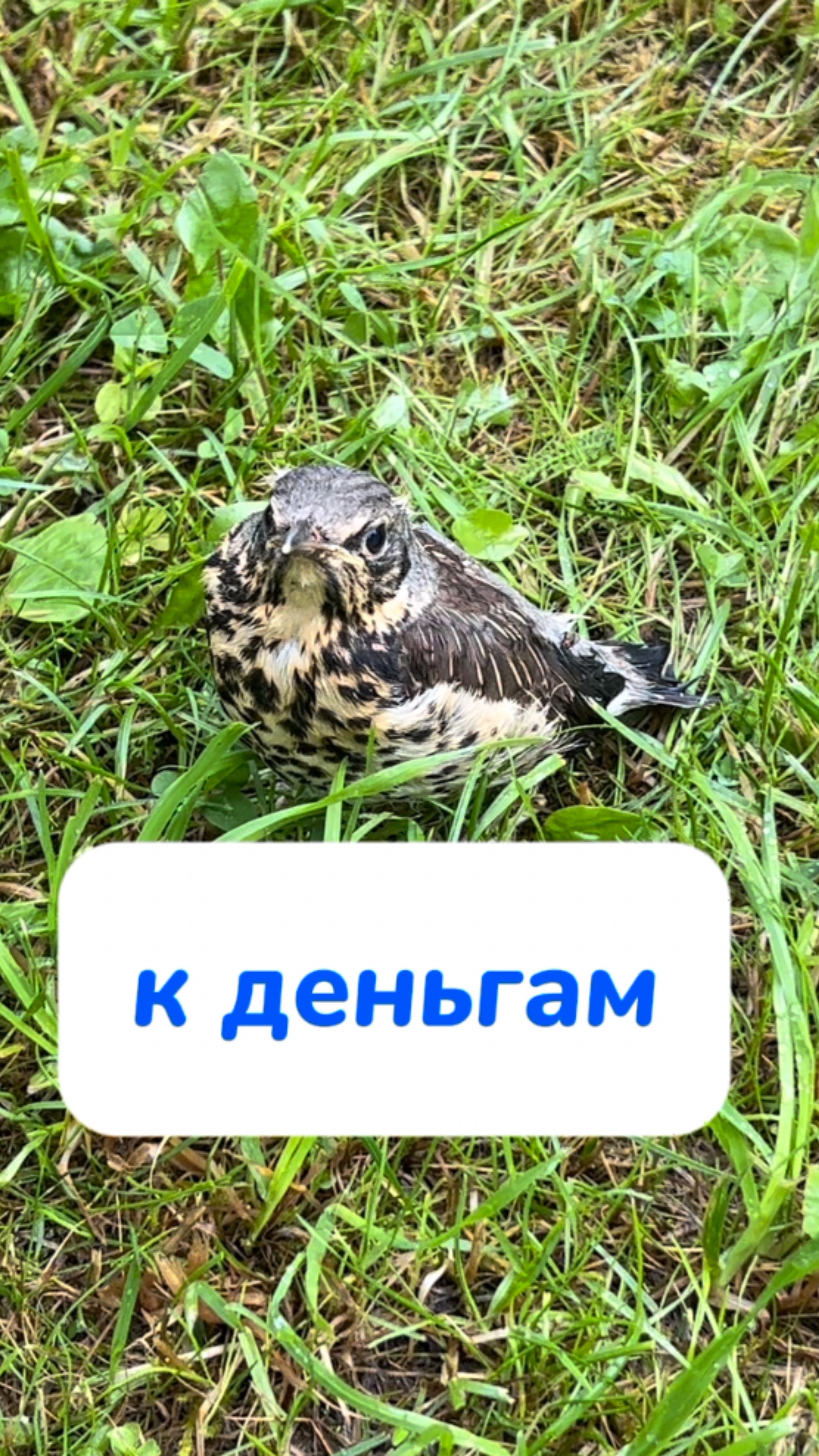 предатель мистер Пи😡