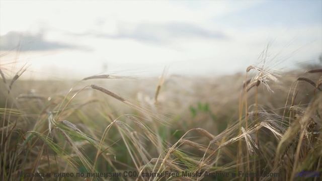 Звуки, которые оживляют пейзажи! - Clarity -- Makaih Beats -- Clarity