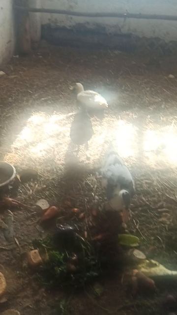 1000000252.mp4