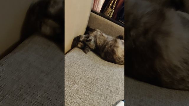разбор спального места