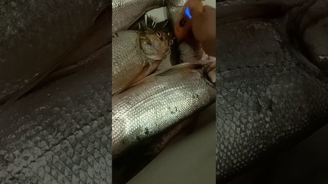 Завешиваю рыбу после рыбалки