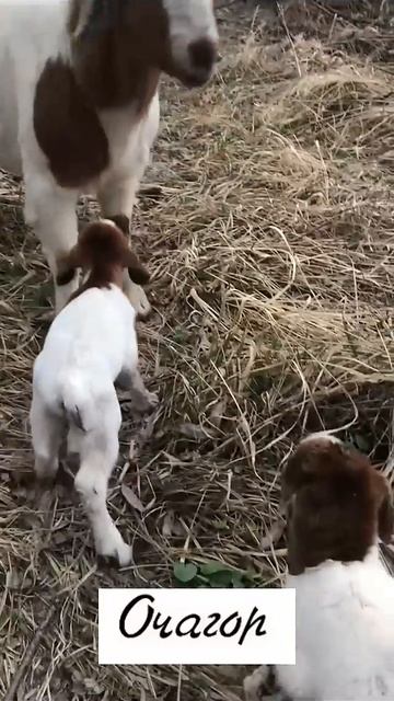 Как   я  стала бабушкой. Дочка  родила  двух прелестных  карапузов! #козочкаалмеру #прикол #animals