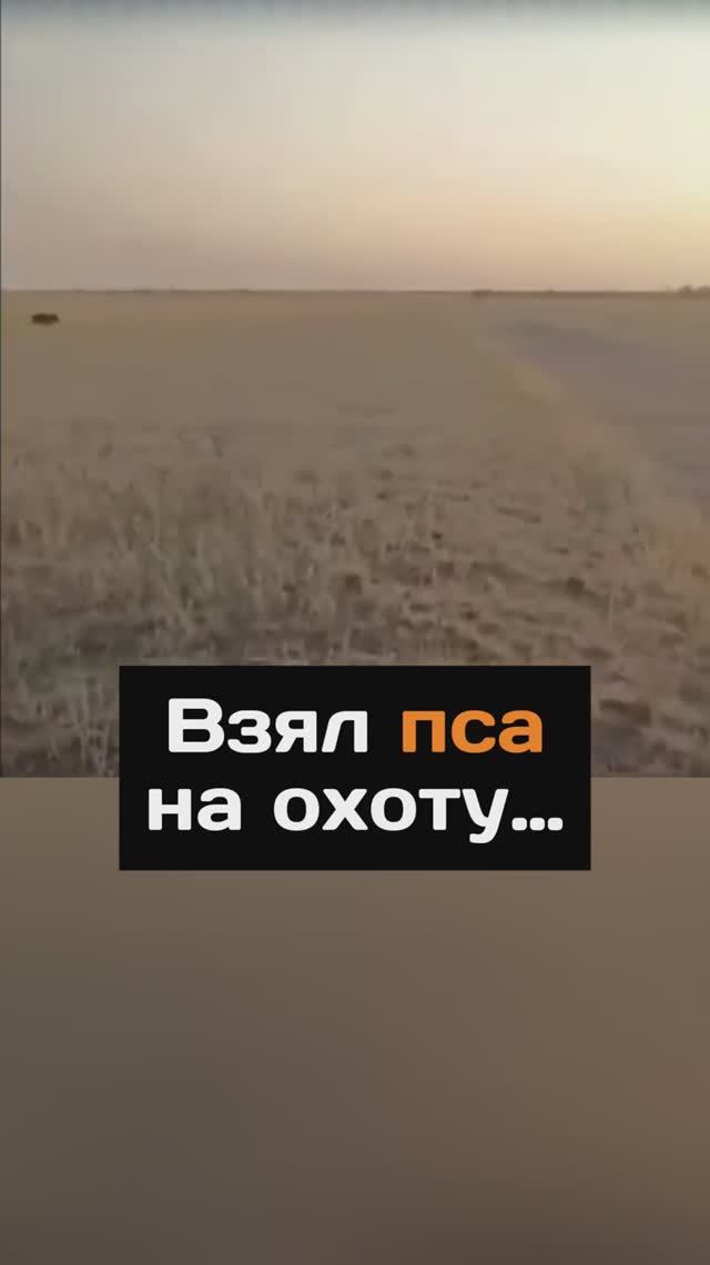 Взял пса на охоту...